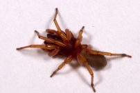 La Dysdre arme. Une femelle Araigne (Araneae - Dysderidae - Dysdera crocata)